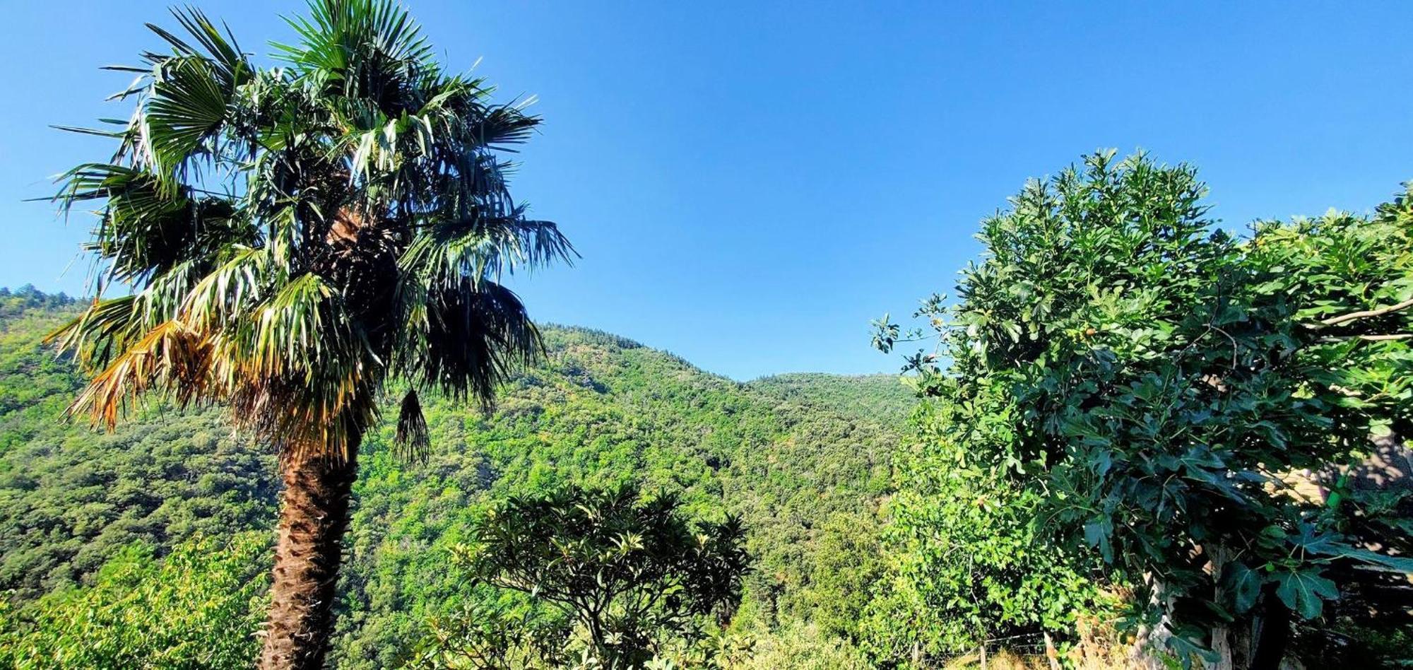 Gite De Combelebouze En Cevennes - Cosy, Confort Et Climatise - 3 Etoiles Saint-Privat-de-Vallongue エクステリア 写真
