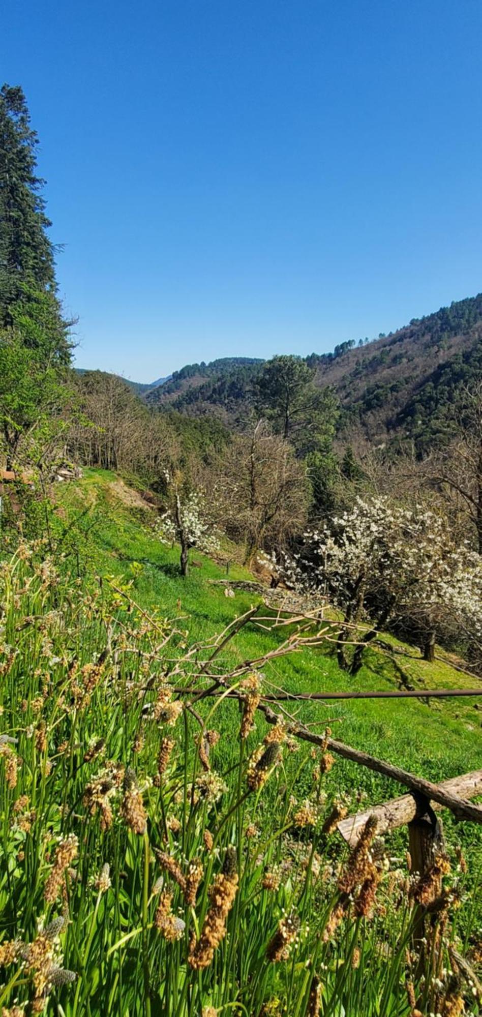 Gite De Combelebouze En Cevennes - Cosy, Confort Et Climatise - 3 Etoiles Saint-Privat-de-Vallongue エクステリア 写真
